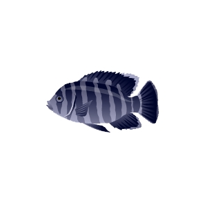 Zebra Tilapia